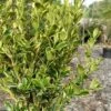 Sunburst Variegated Korean Boxwood - 1 Gallon Pot