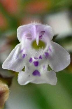 White Cloud Calamint - 1 Gallon Pot -Wilson Bros Gardens calamint 16