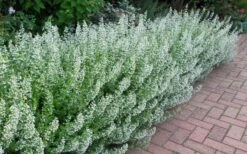 White Cloud Calamint - 1 Gallon Pot -Wilson Bros Gardens calamint white cloud 1