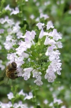 White Cloud Calamint - 1 Gallon Pot -Wilson Bros Gardens calamint white cloud 4