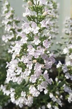 White Cloud Calamint - 1 Gallon Pot -Wilson Bros Gardens calamint white cloud 7