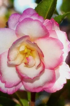 Bob's Supreme Camellia - 1 Gallon Pot