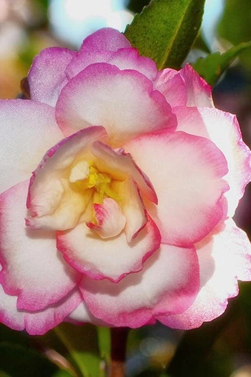 Bob's Supreme Camellia - 1 Gallon Pot 3 Bob's Supreme Camellia - 1 Gallon Pot