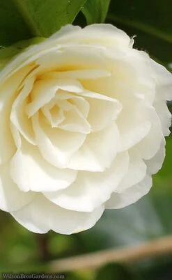 Dahlonega Camellia Japonica - 3 Gallon Pot -Wilson Bros Gardens camellia dahlonega 3