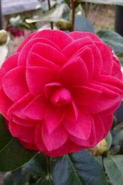 Glen 40 Camellia Japonica - 1 Gallon Pot -Wilson Bros Gardens camellia glen 40 2