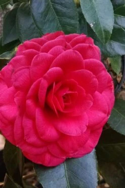 Glen 40 Camellia Japonica - 1 Gallon Pot -Wilson Bros Gardens camellia glen 40 3