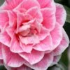 Brilliant Gem Fragrant Camellia Japonica - Herme - 3 Gallon Pot 1 Brilliant Gem Fragrant Camellia Japonica - Herme - 3 Gallon Pot -Wilson Bros Gardens camellia herrmes 5