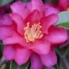 Hiryu Camellia Sasanqua - 3 Gallon Pot -Wilson Bros Gardens camellia hiryu 1