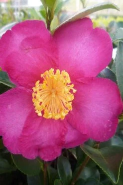 Hiryu Camellia Sasanqua - 3 Gallon Pot -Wilson Bros Gardens camellia hiryu 2