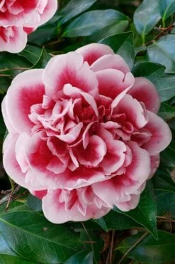 Irrational Exuberance Camellia Japonica - 3 Gallon Pot -Wilson Bros Gardens camellia irrational exuberance 7