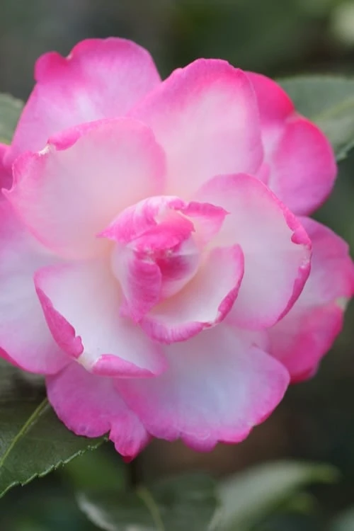 Leslie Ann Camellia Sasanqua - 1 Gallon Pot 3 Leslie Ann Camellia Sasanqua - 1 Gallon Pot