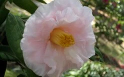 Moonlight Bay Camellia Japonica - 3 Gallon Pot -Wilson Bros Gardens camellia moonlight bay 6