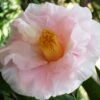 Moonlight Bay Camellia Japonica - 3 Gallon Pot 1 Moonlight Bay Camellia Japonica - 3 Gallon Pot -Wilson Bros Gardens camellia moonlight bay 8