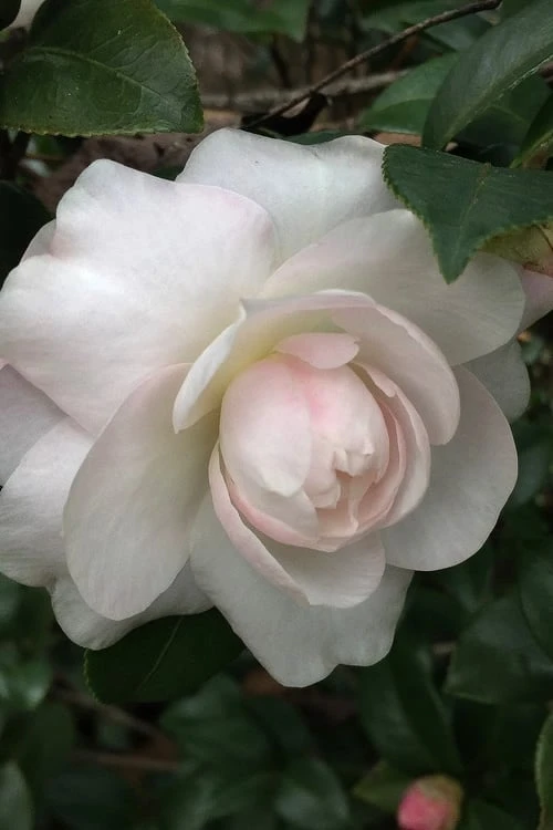 October Magic Dawn Camellia - 3 Gallon Pot 3 October Magic Dawn Camellia - 3 Gallon Pot