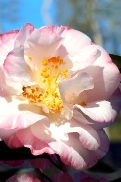 Omega Camellia Japonica - 3 Gallon Pot 10 Omega Camellia Japonica - 3 Gallon Pot -Wilson Bros Gardens camellia omega 2