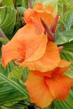 Bengal Tiger Canna Lily - 1 Gallon Pot -Wilson Bros Gardens canna pretoria bengal tiger 1