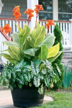 Bengal Tiger Canna Lily - 1 Gallon Pot -Wilson Bros Gardens canna pretoria bengal tiger 4