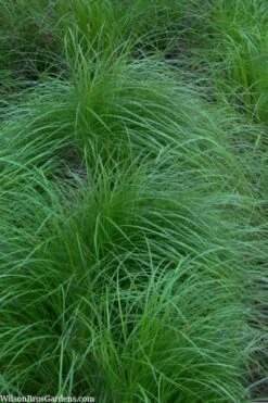 Pennsylvania Sedge (Carex Pennsylvanica) - 8 Pack 1 Gallon Pot 13 Pennsylvania Sedge (Carex Pennsylvanica) - 8 Pack 1 Gallon Pot -Wilson Bros Gardens carex pennsylvanica pennylvania sedge 2