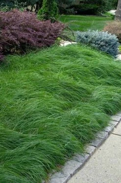 Pennsylvania Sedge (Carex Pennsylvanica) - 8 Pack 1 Gallon Pot 11 Pennsylvania Sedge (Carex Pennsylvanica) - 8 Pack 1 Gallon Pot -Wilson Bros Gardens carex pennsylvanica pennylvania sedge 4