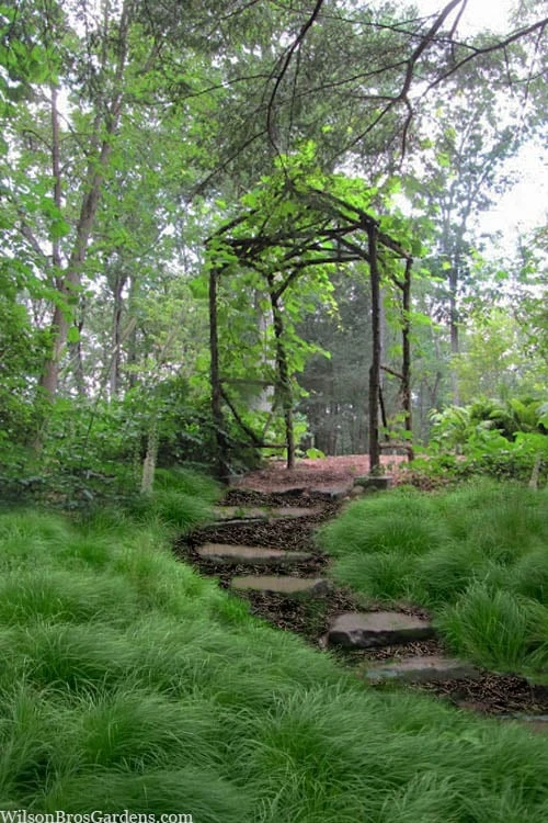 Pennsylvania Sedge (Carex Pennsylvanica) - 8 Pack 1 Gallon Pot 3 Pennsylvania Sedge (Carex Pennsylvanica) - 8 Pack 1 Gallon Pot