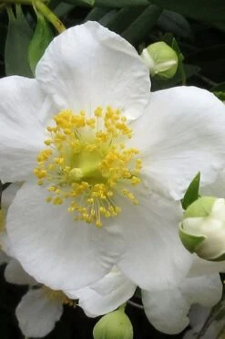 Elizabeth Bush Anemone (Carpentaria Californica) - 5 Gallon Pot -Wilson Bros Gardens carpentaria californica elizabeth bush anemone 1