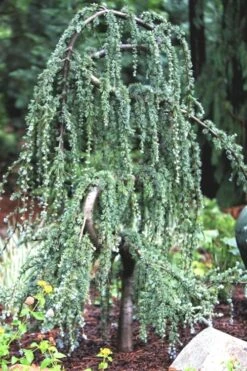 Serpentine Weeping Blue Atlas Cedar - 5 Gallon Pot -Wilson Bros Gardens ceadr blue atlas serpentine 1