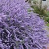 Blue Jeans Mountain Lilac (Ceanothus) - 2 Gallon Pot