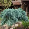 Feelin Blue Deodar Cedar (Single Trunk Tree Form) - 2 Gallon Pot 1 Feelin Blue Deodar Cedar (Single Trunk Tree Form) - 2 Gallon Pot -Wilson Bros Gardens cedrus deodar feelin blue deodar cedar tree 100