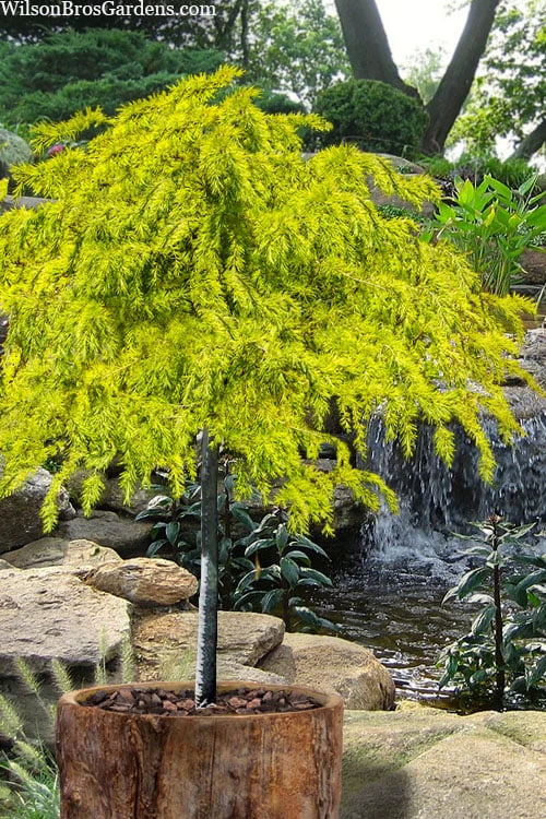 Gold Cascade Deodar Cedar (Single Trunk Topiary Tree)- 7 Gallon Pot 3 Gold Cascade Deodar Cedar (Single Trunk Topiary Tree)- 7 Gallon Pot