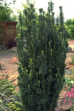 Fastigiata Upright Japanese Plum Yew - 3 Gallon Pot 12 Fastigiata Upright Japanese Plum Yew - 3 Gallon Pot -Wilson Bros Gardens cephalotaxus harringtonia fastigiata upright japanese plum yew 102