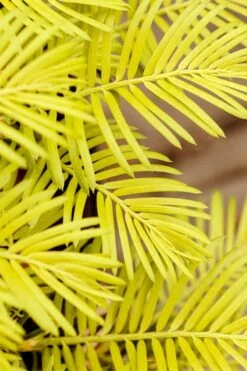 Golden Dragon Plum Yew (Cephalotaxus Harringtonia) - 3 Gallon Pot -Wilson Bros Gardens cephalotaxus harringtonia golden dragon japanese yew 22