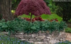 Creeping Japanese Plum Yew (Cephalotaxus Harringtonia 'Prostrata') - 2.5 Quart Pot 13 Creeping Japanese Plum Yew (Cephalotaxus Harringtonia 'Prostrata') - 2.5 Quart Pot -Wilson Bros Gardens cephalotaxus harringtonia prostrata creeping japanese yew 33