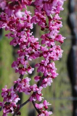 Traveller Weeping Redbud Tree - 7 Gallon Pot -Wilson Bros Gardens cercis canadensis travelers pink weeping redbud 7