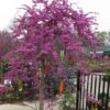 Traveller Weeping Redbud Tree - 7 Gallon Pot -Wilson Bros Gardens cercis canadensis travellers pink weeping redbud 3