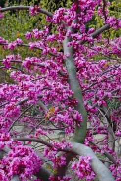 Traveller Weeping Redbud Tree - 7 Gallon Pot -Wilson Bros Gardens cercis canadensis travellers pink weeping redbud 5