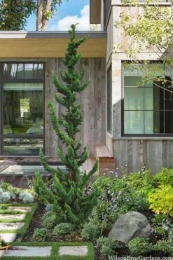 Wissel's Saguaro Lawson Cypress - 1 Gallon Pot