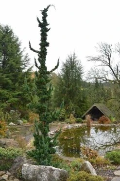 Wissel's Saguaro Lawson Cypress - 3 Gallon Pot -Wilson Bros Gardens chamaecyparis lawsoniani wissels saguaro cypress 4