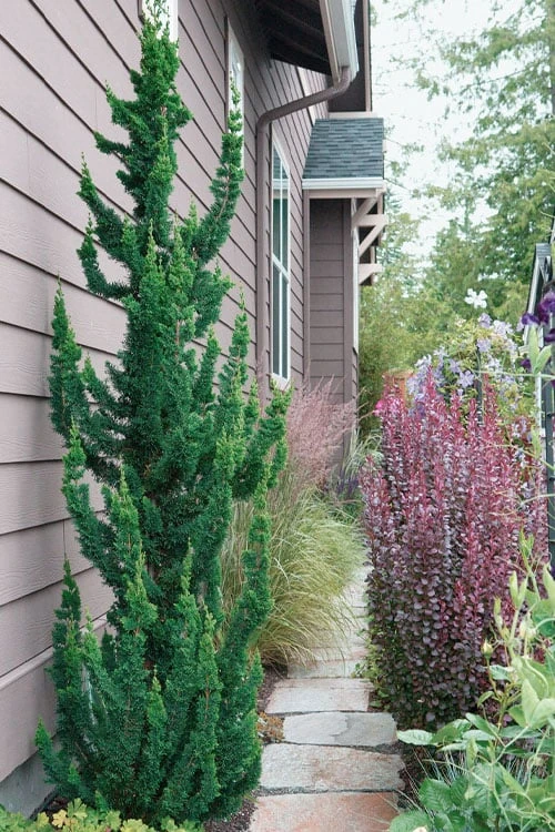 Wissel's Saguaro Lawson Cypress - 5 Gallon Pot 7 Wissel's Saguaro Lawson Cypress - 5 Gallon Pot - Image 5