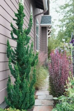 Wissel's Saguaro Lawson Cypress - 3 Gallon Pot -Wilson Bros Gardens chamaecyparis lawsoniani wissels saguaro cypress 5