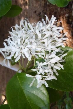 Tokyo Tower Chinese Fringe Tree (Chionanthus Retusus) - 7 Gallon Pot (4-5') -Wilson Bros Gardens chionanthus retusus tokyo tower chinese fringe tree 4 2