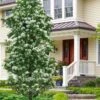 Tokyo Tower Chinese Fringe Tree (Chionanthus Retusus) - 7 Gallon Pot (6-7') 1 Tokyo Tower Chinese Fringe Tree (Chionanthus Retusus) - 7 Gallon Pot (6-7') -Wilson Bros Gardens chionanthus retusus tokyo tower chinese fringe tree 7