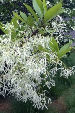 Spring Fleecing Fringe Tree (Chionanthus Virginicus) - 7 Gallon Pot (4-5') -Wilson Bros Gardens chionanthus virginicus spring fleecing fringe tree 1
