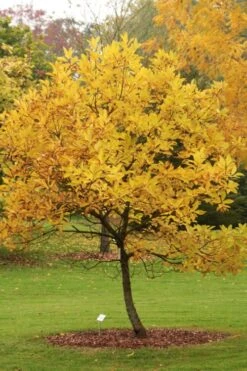 Spring Fleecing Fringe Tree (Chionanthus Virginicus) - 7 Gallon Pot (4-5') -Wilson Bros Gardens chionanthus virginicus spring fleecing fringe tree 2