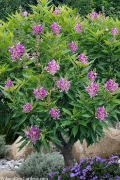 El Nino Desert Orchid (Chitalpa) - 3 Gallon Pot 13 El Nino Desert Orchid (Chitalpa) - 3 Gallon Pot -Wilson Bros Gardens chitalpa el nino desert orchid 10