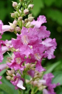 El Nino Desert Orchid (Chitalpa) - 3 Gallon Pot 14 El Nino Desert Orchid (Chitalpa) - 3 Gallon Pot -Wilson Bros Gardens chitalpa el nino desert orchid 2