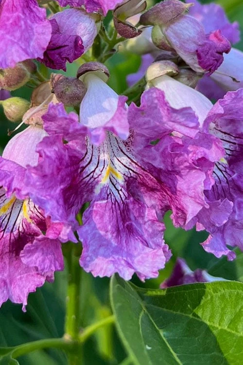 El Nino Desert Orchid (Chitalpa) - 3 Gallon Pot 3 El Nino Desert Orchid (Chitalpa) - 3 Gallon Pot