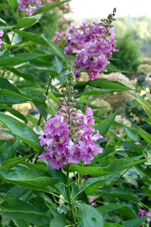 El Nino Desert Orchid (Chitalpa) - 3 Gallon Pot 8 El Nino Desert Orchid (Chitalpa) - 3 Gallon Pot - Image 6