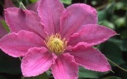 Abilene Clematis - 1 Gallon Pot 11 Abilene Clematis - 1 Gallon Pot -Wilson Bros Gardens clematis abilene 12