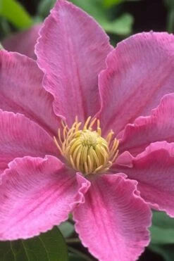 Abilene Clematis - 1 Gallon Pot 13 Abilene Clematis - 1 Gallon Pot -Wilson Bros Gardens clematis abilene 500x750 1