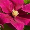 Acropolis Clematis - 1 Gallon Pot -Wilson Bros Gardens clematis acropolis 4